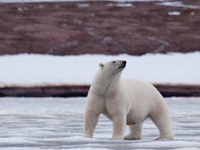 Grand Voyage Arctic