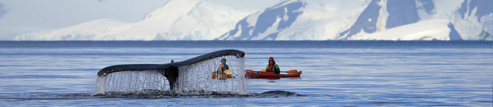 Intrepid Kayaking