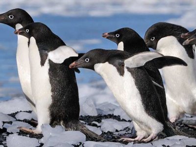 Best of Antarctica