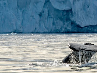 Baffin Island Whale