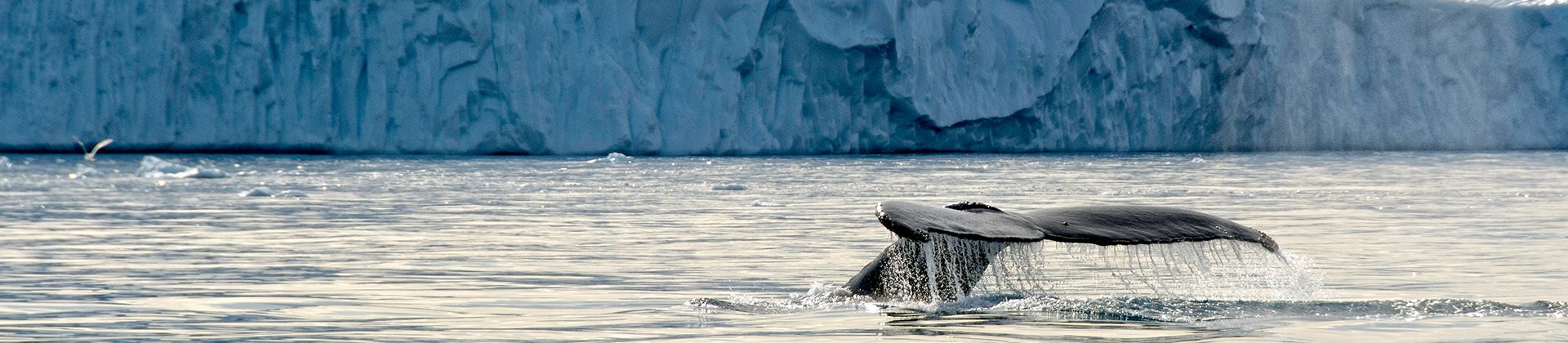 Baffin Island Whale