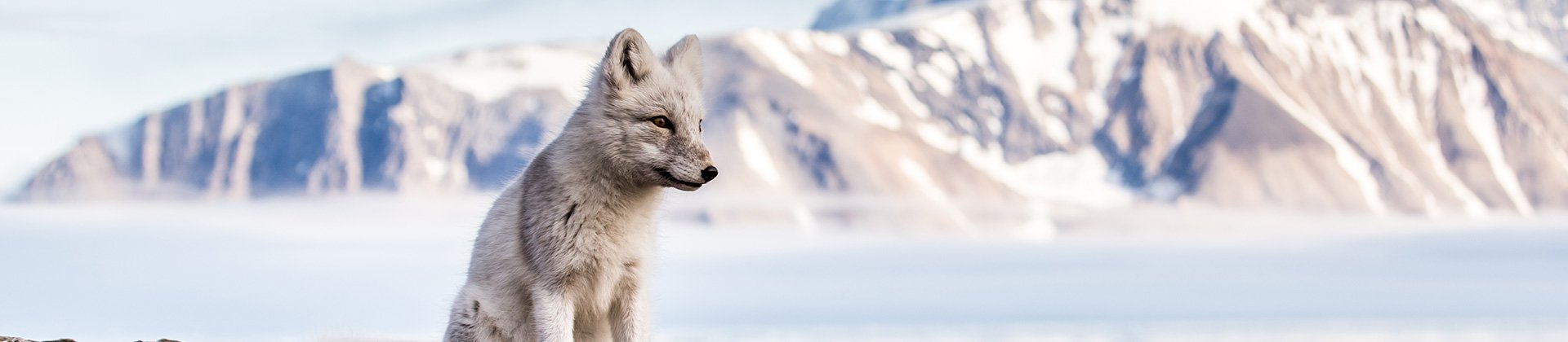 Arctic Fox Svalbard