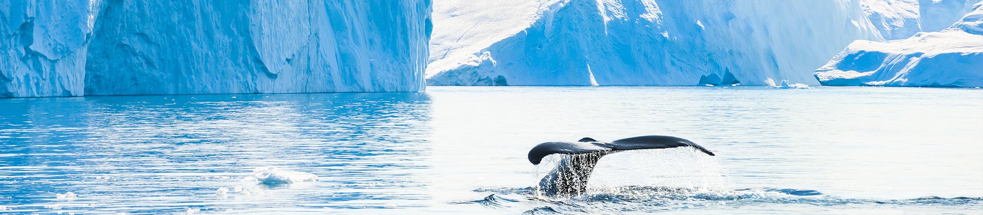 Whale Antarctica