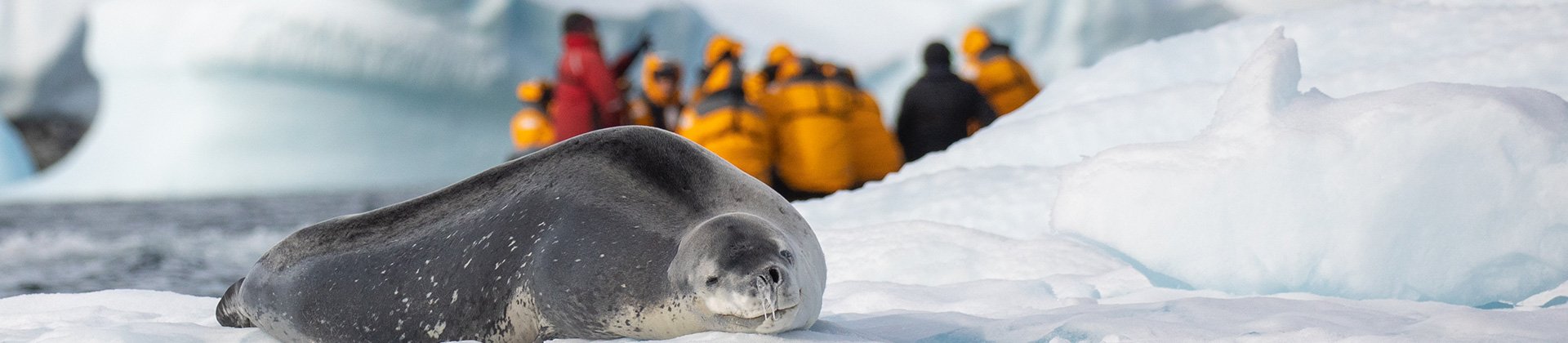 Antarctica Seal