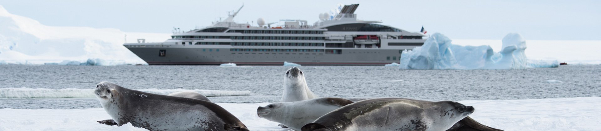 Le Lyrial Antarctica seals