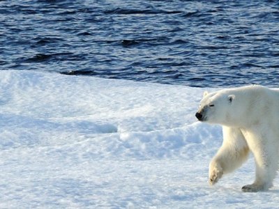 Polar Bears