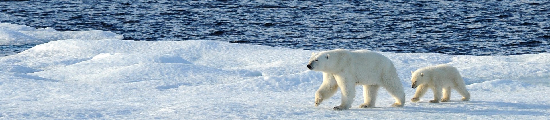 Polar Bears