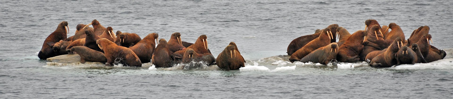 Walrus, Wrangel Island