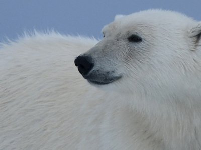 Polar bear Svalbard