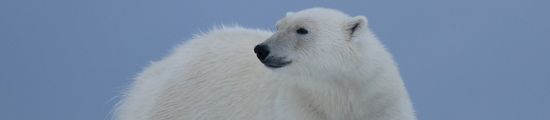 Polar bear Svalbard