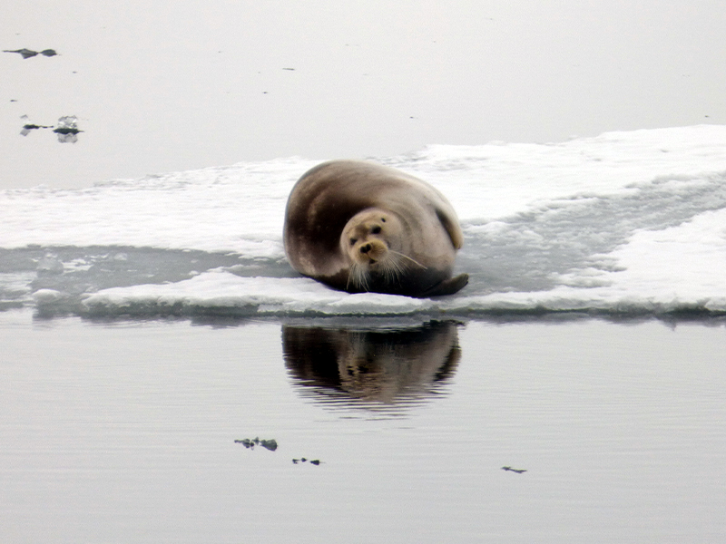 The Bearded Seal