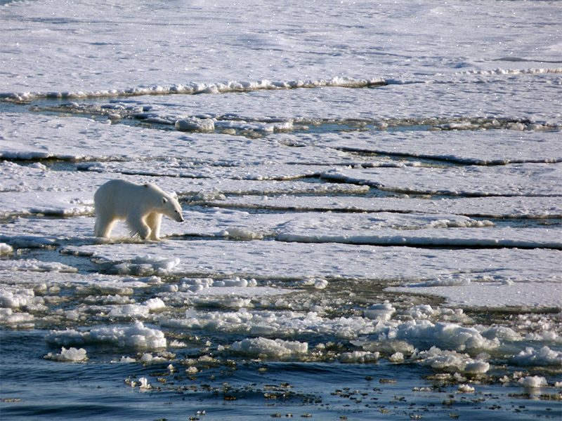 Laura snaps a bear marauding on the drift ice 