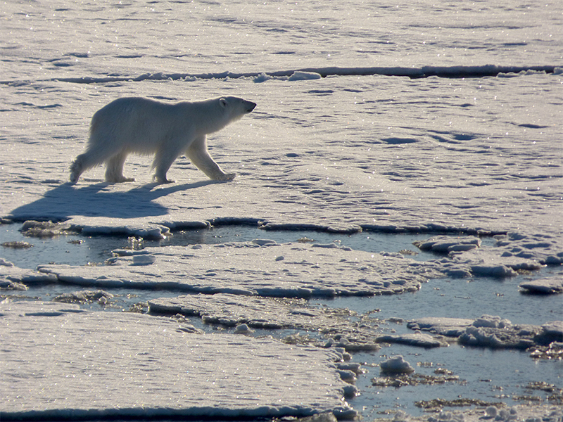 Laura's polar bear capture