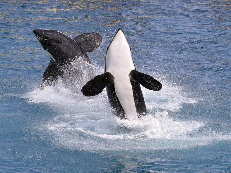 Orcas jumping from the sea
