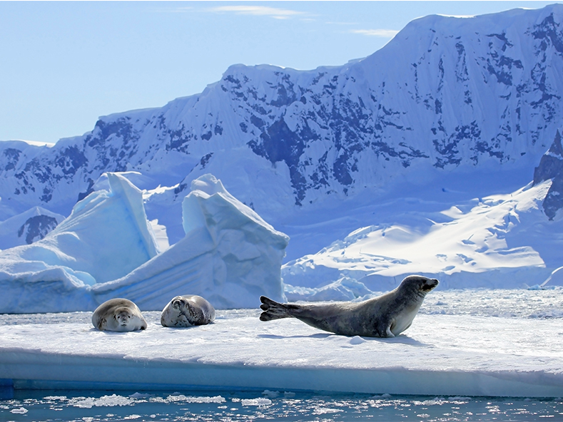 Crabeater seals float on Ross Sea ice