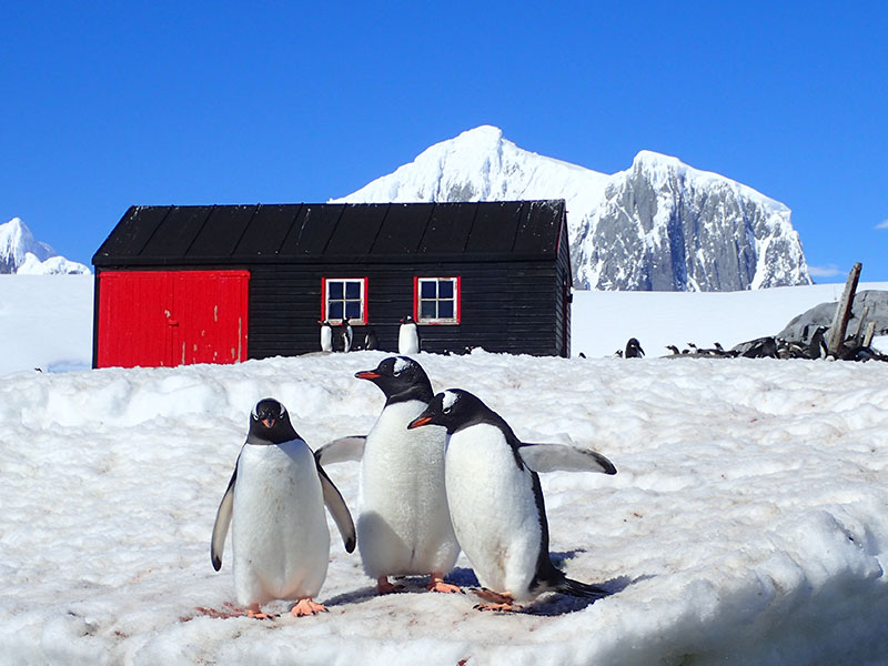 Penguins playing near the office © UKAHT