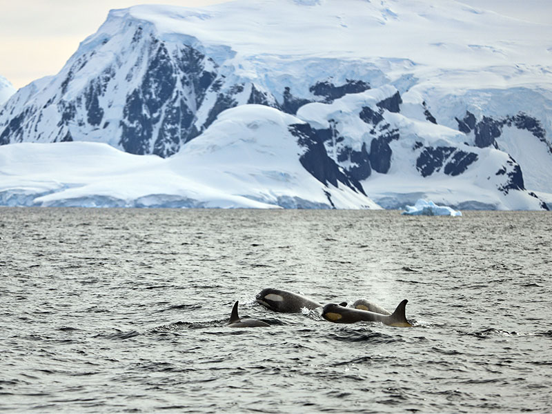 Orcas swimming in the waters near the port