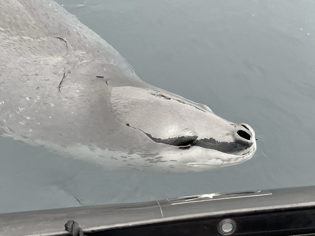 A friendly Leopard Seal coming up close