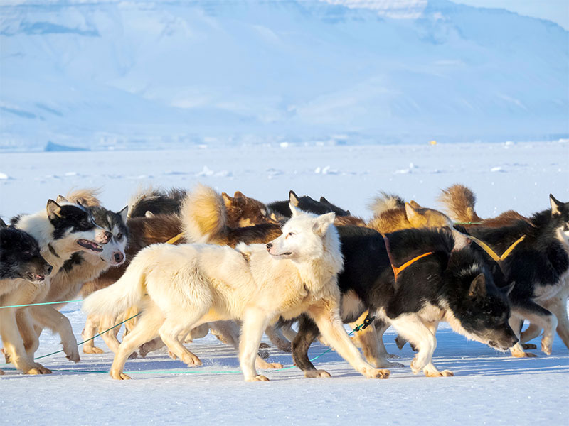 Pack of huskies on the ice