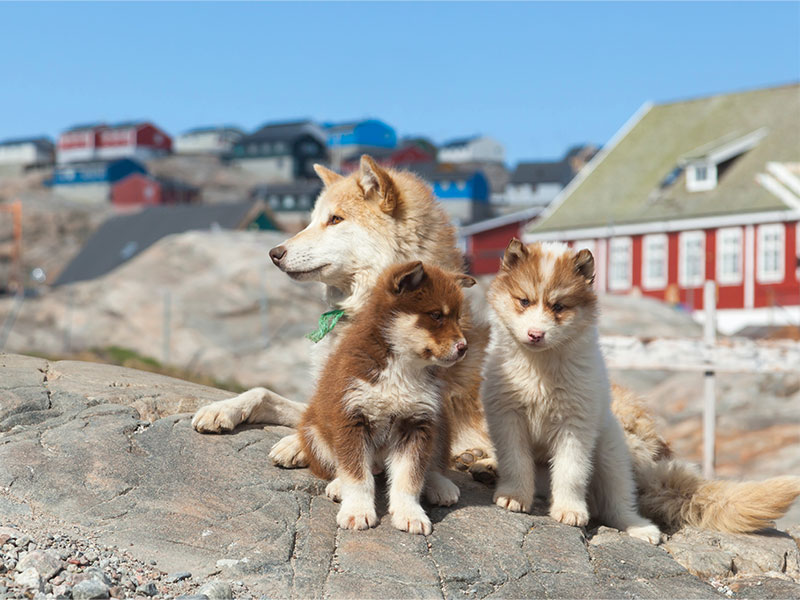 A husky family enjoying a sunny day on the island