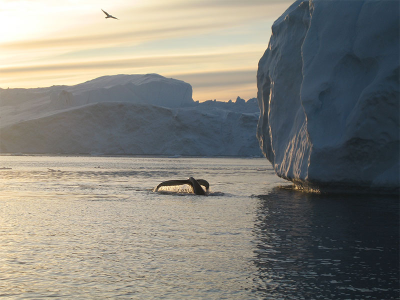  Seagull and whale tail in the fjord section