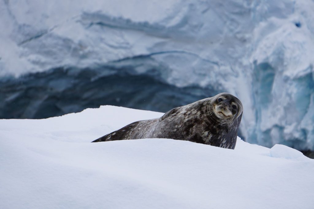 Leopard seal on an ice floe