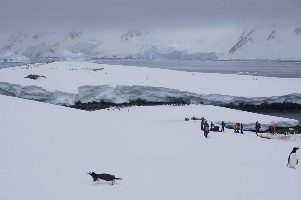  Penguins tobogganing amongst the sightseers!