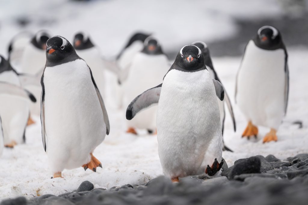 Gentoo penguins on the march 
© Studio Ponant Morgane Monneret