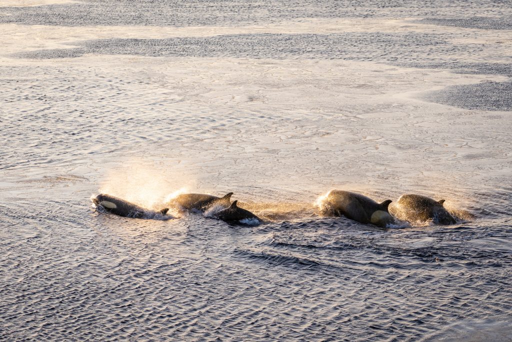 Orca pod diving into the sunset 
© Studio Ponant Morgane Monneret