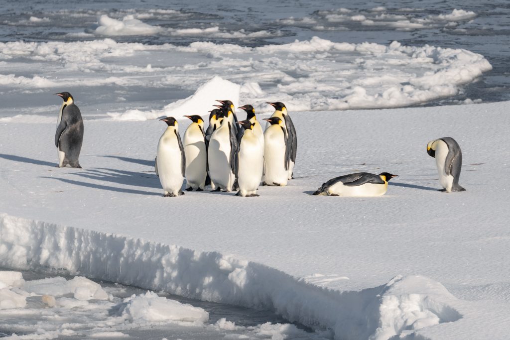 The Emperor Penguins on an ice floe 
© Studio Ponant Morgane Monneret