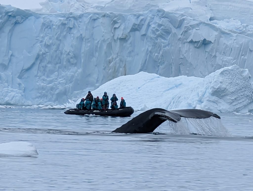 Whale tail near passengers on a zodiac