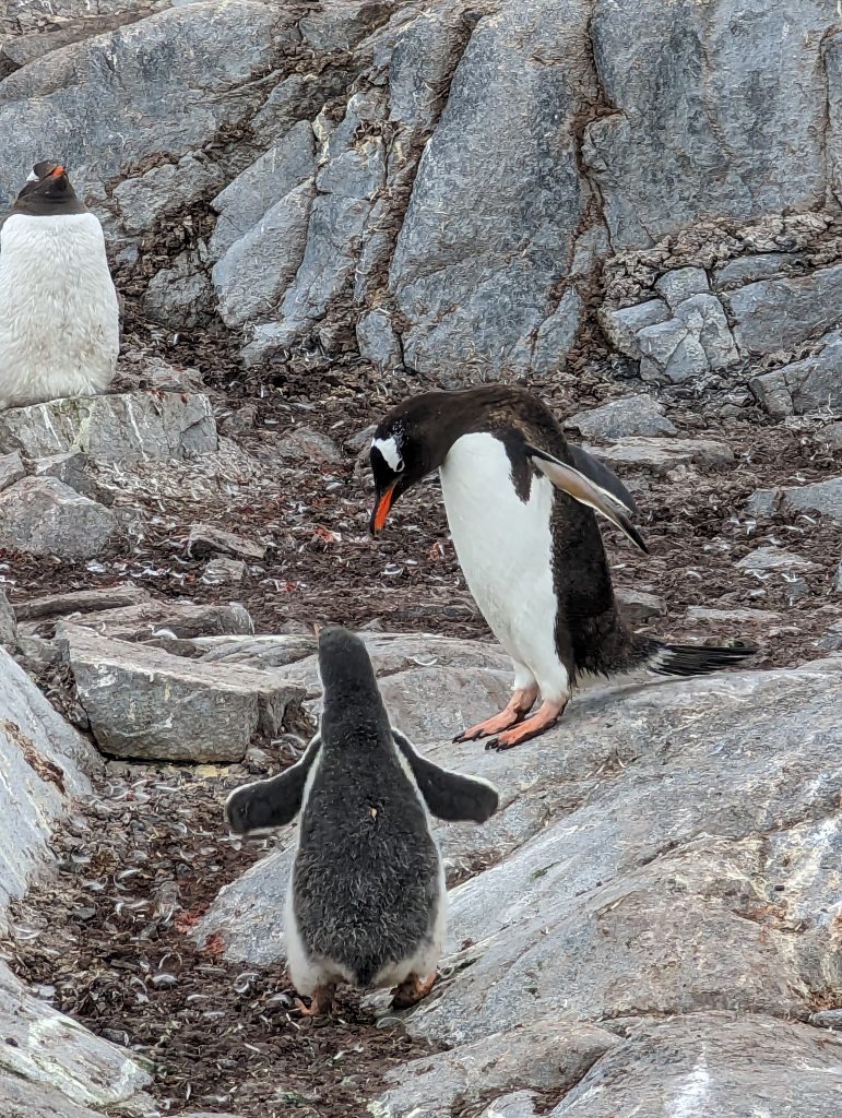 Penguin chick waddling back to the nest
