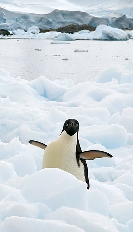 A very real Adélie penguin snapped by Lucy