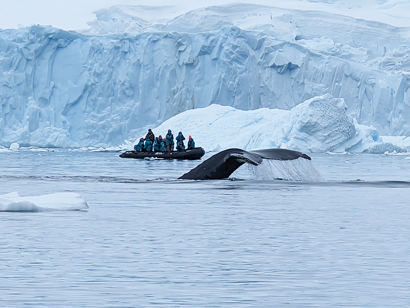 Splashing whale tail caught by Lucy