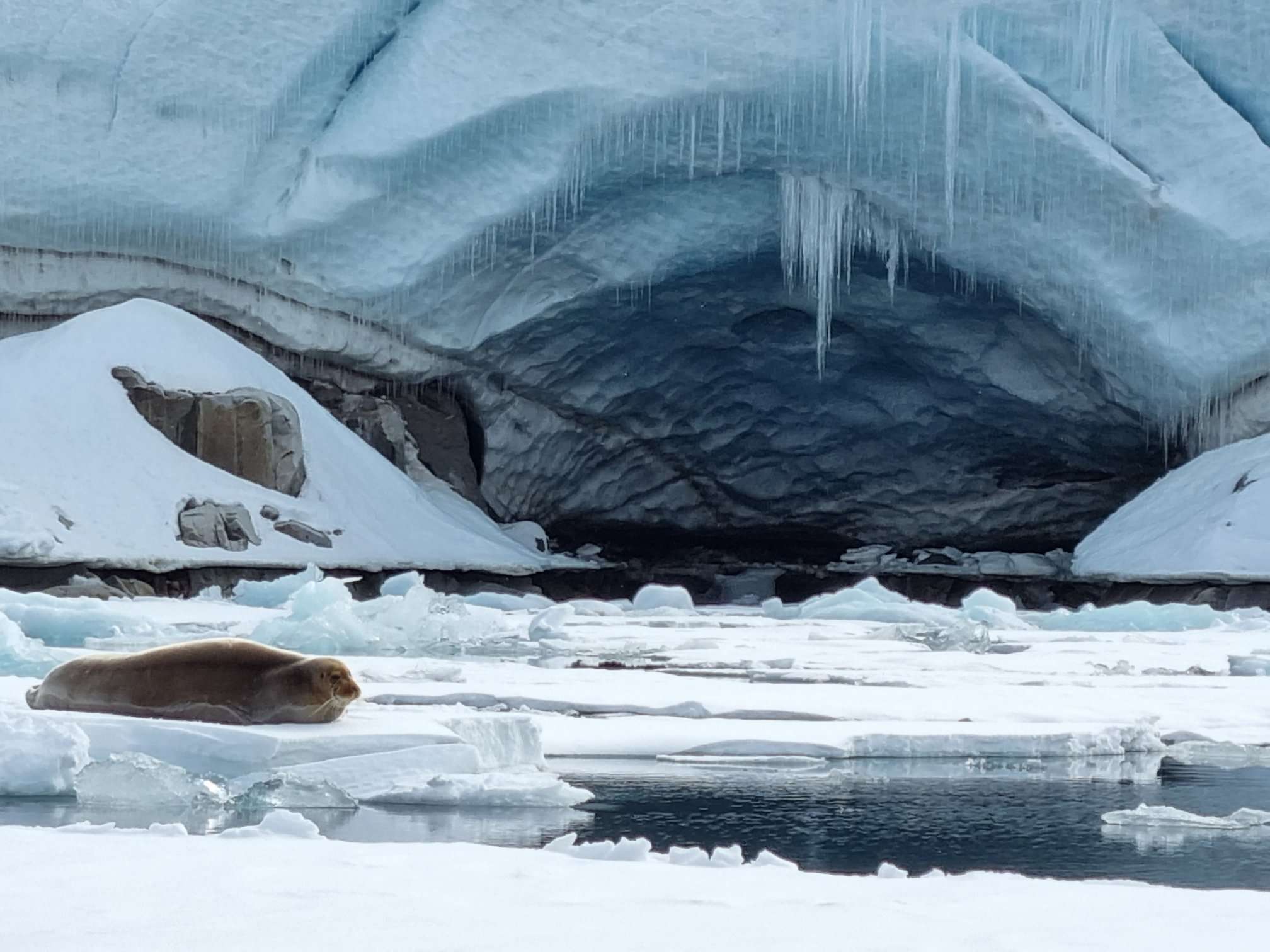 A seal enjoying an icicle-shrouded cave spotted by Kasey