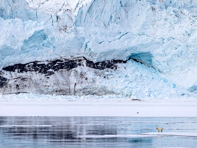 Marauding polar bear captured by ship photographer Michael Baynes