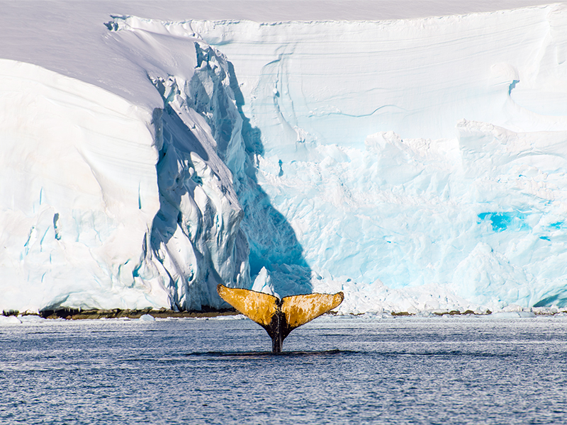 Whale tail fluking