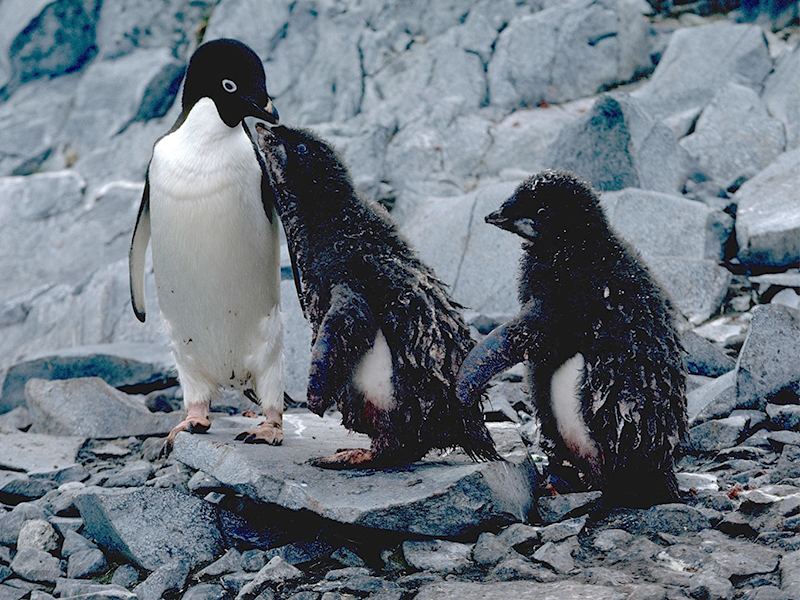 Adelie penguin and chicks