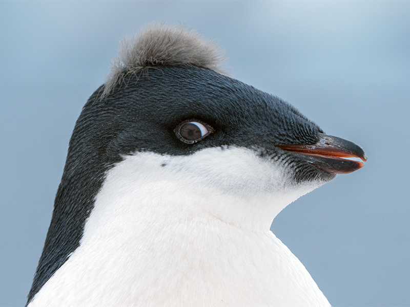 Penguins like to keep an eye on you!