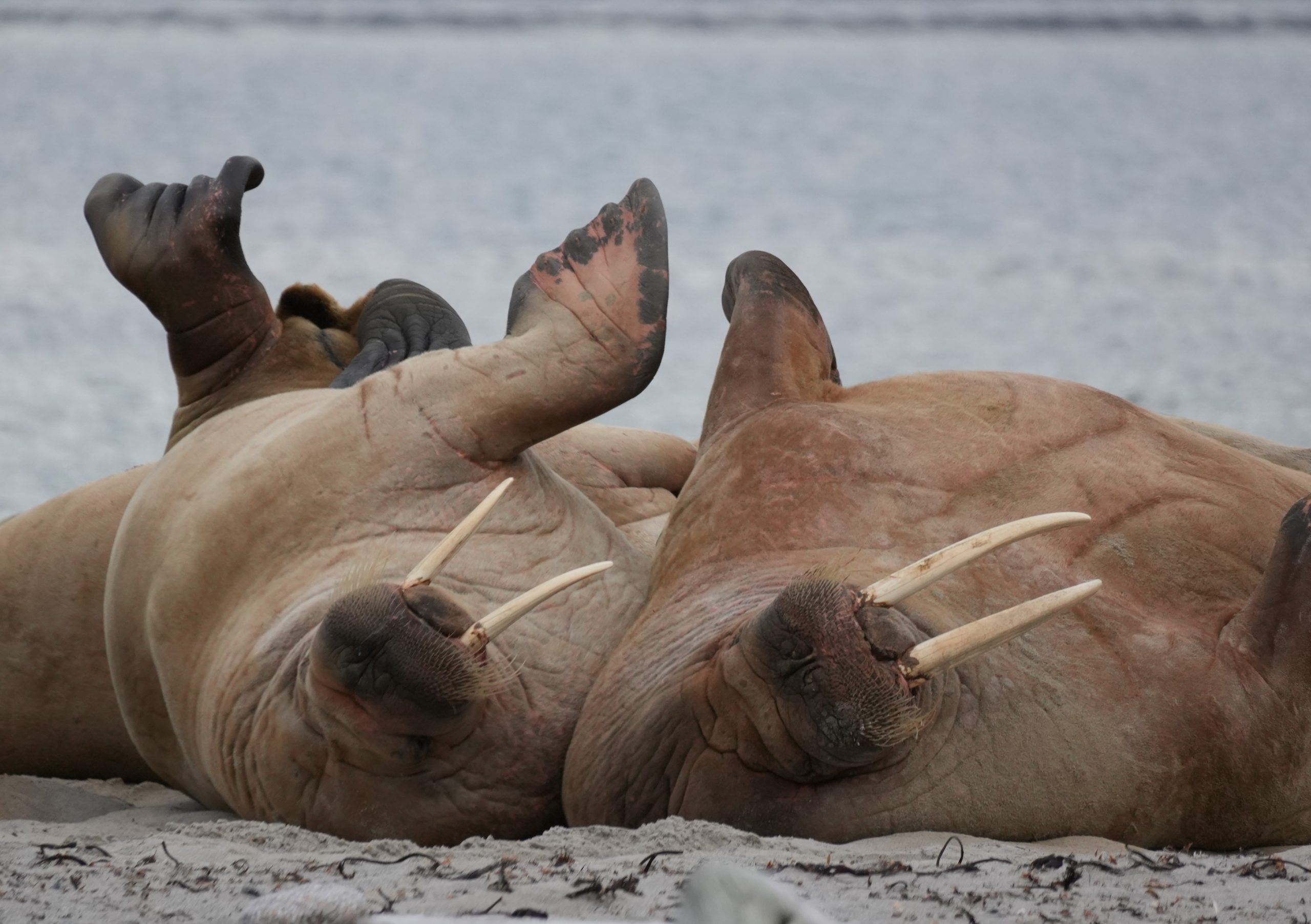 Walrus (not on the menu) captured by Lucy