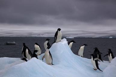 Image result for Penguins in a circle in the snow