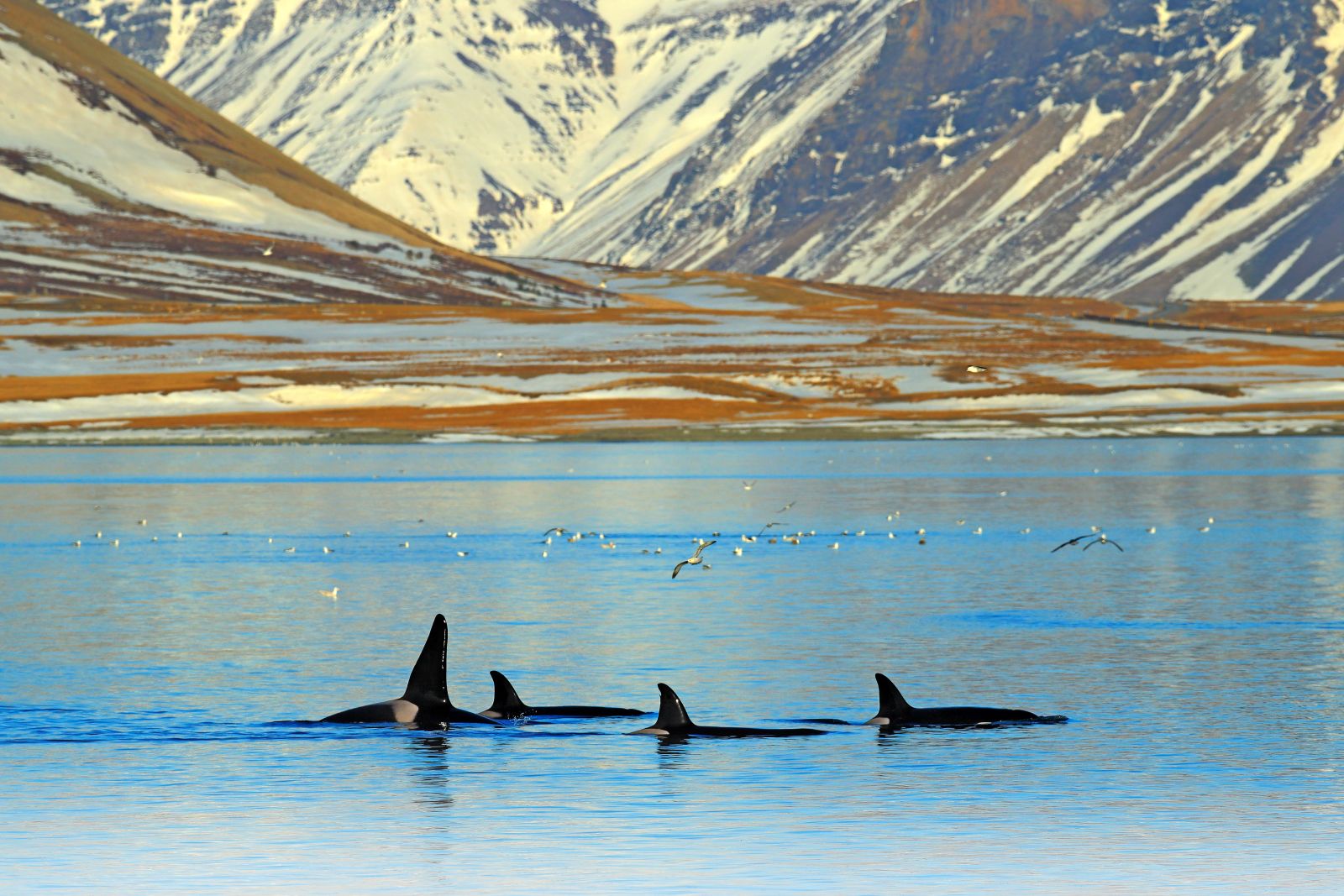 Group of killer whale near the Iceland mountain coast during winter