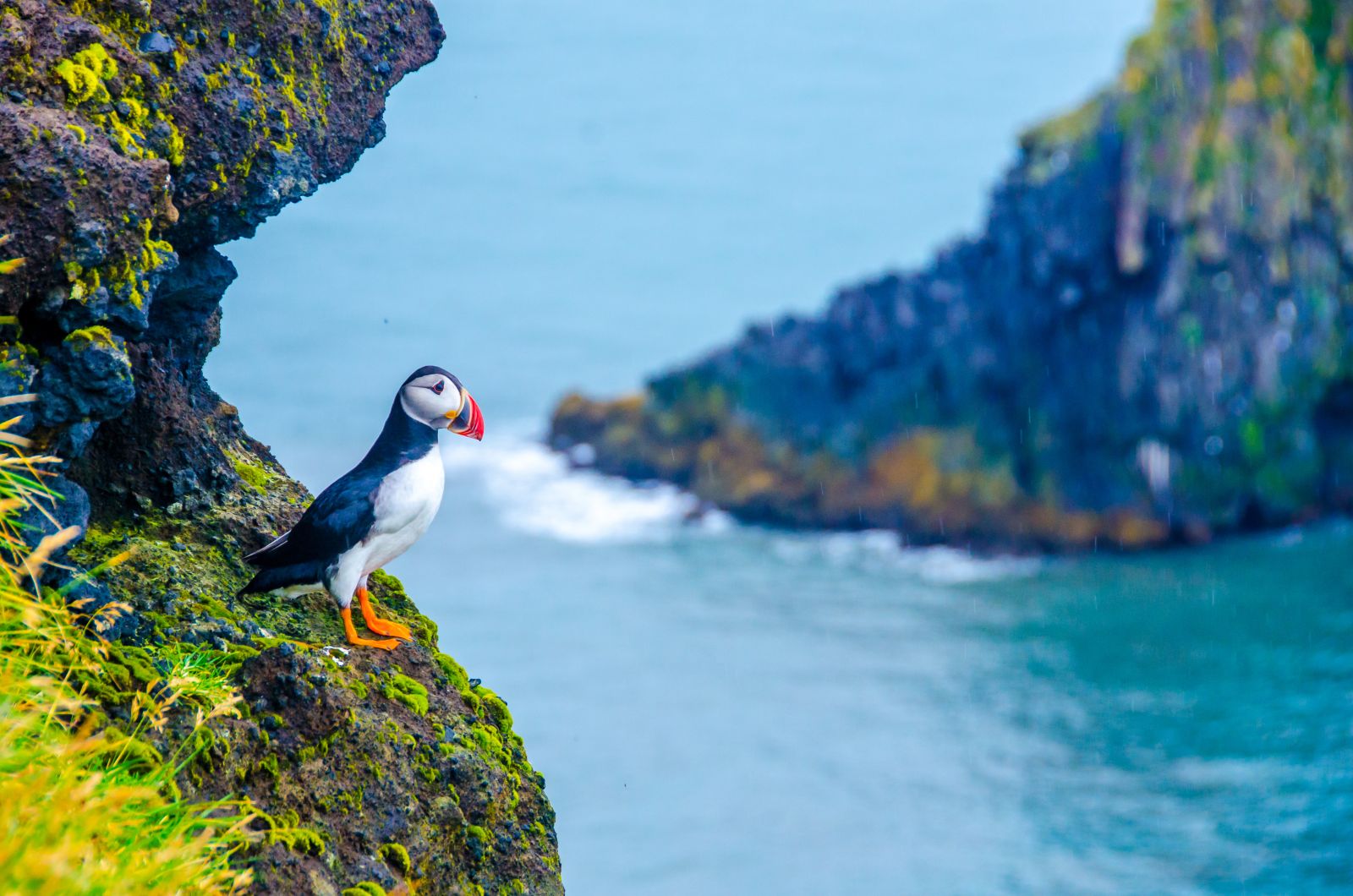 Puffin on a rocky cragg